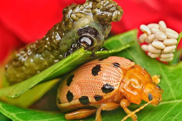 beetle life cycle
