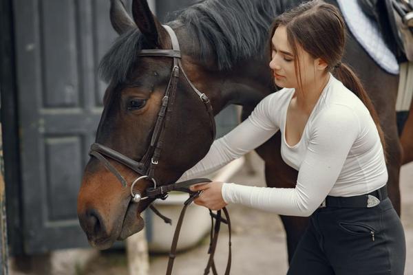 best horse breeds for beginners