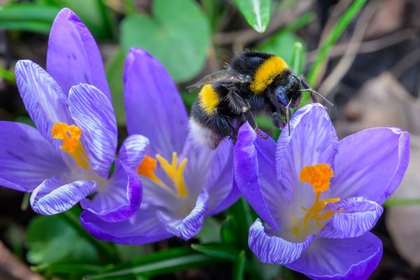 common british bee species