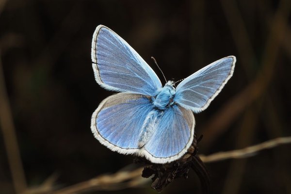 common british butterfly species