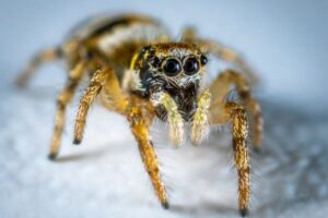 Common UK Spider Species: Identification and Habits