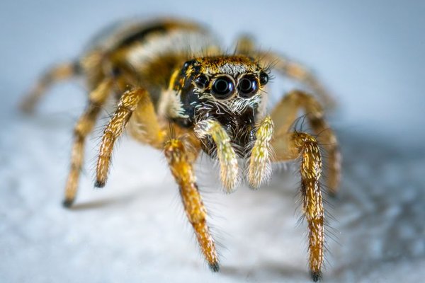 common uk spider species