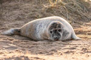 Grey Seals in the UK: Habitat, Diet and Coastal Life