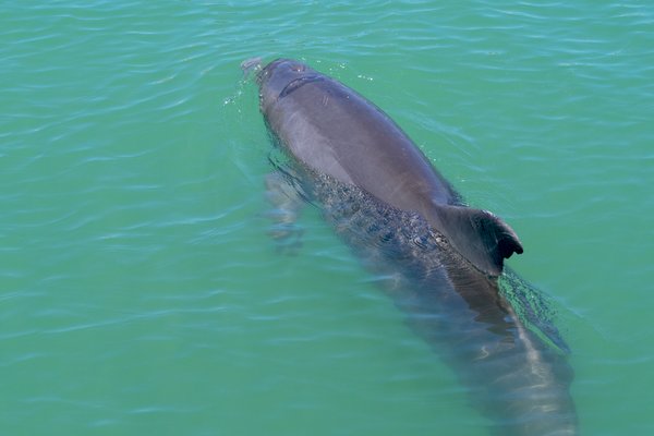 harbour porpoise uk