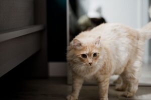 How to Stop a Cat Spraying Indoors: Causes and Steps
