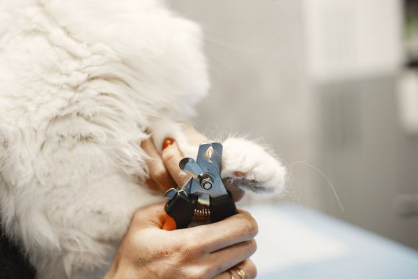 how to trim cat claws