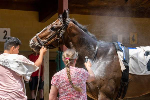 how to wash a horse