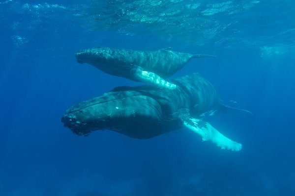how whales communicate