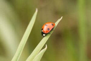 Ladybird Species in the UK: Colours, Markings and Habitats