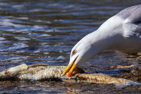 marine food chain
