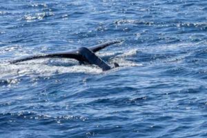 Whale Migration Routes: Why Whales Travel Across the Oceans