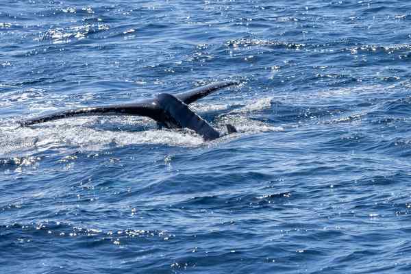 whale migration routes