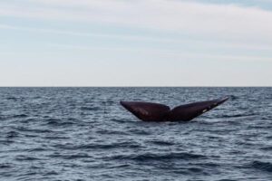 Whales in UK Waters: Species, Habitats and Where They Are Found