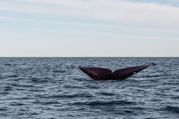 whales in uk waters