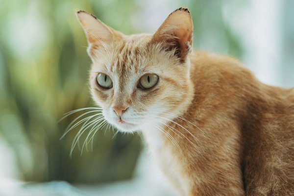 worms in cats symptoms